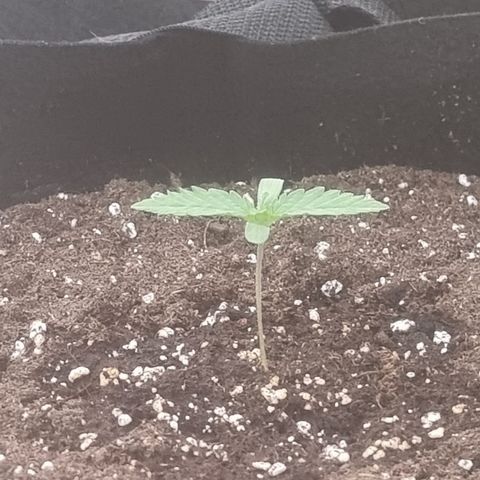 Northern Lights #4 growlog timeline photo