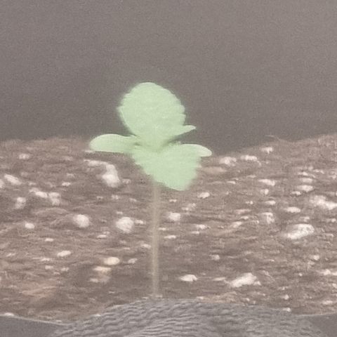 Northern Lights #5 growlog timeline photo