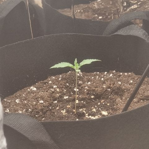 Wedding Cheesecake #1 growlog timeline photo