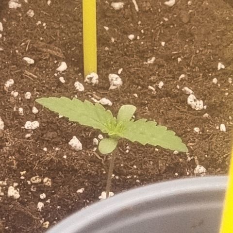 Northern Lights #6 growlog timeline photo