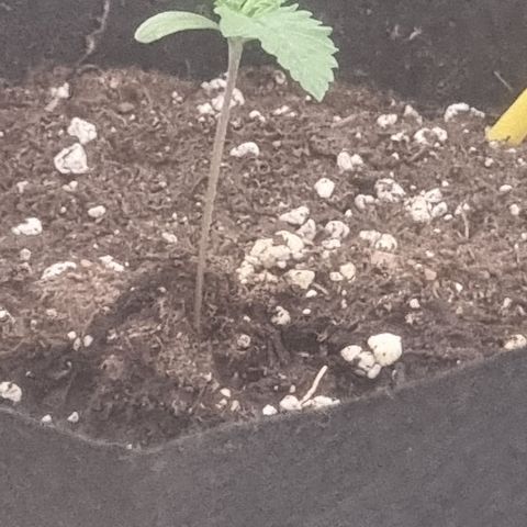 Northern Lights #2 growlog timeline photo
