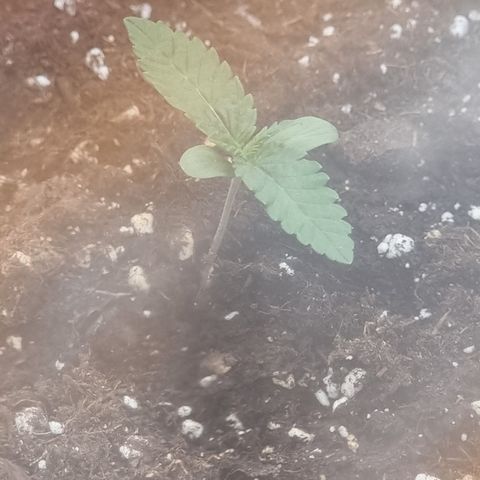 Northern Lights #7 growlog timeline photo