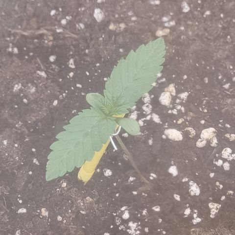 Northern Lights #1 growlog timeline photo