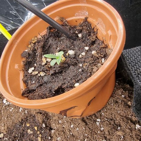 Wedding Cheesecake #2 growlog timeline photo