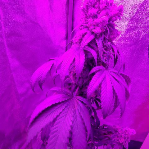 Special Kush #1 growlog timeline photo