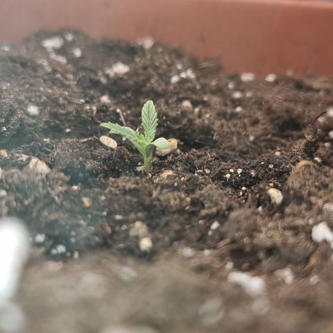 Wedding Cheesecake #2 growlog timeline photo