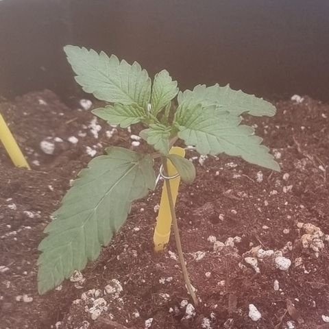Northern Lights #1 growlog timeline photo