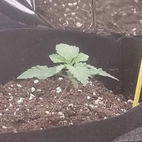 Northern Lights #2 growlog timeline photo
