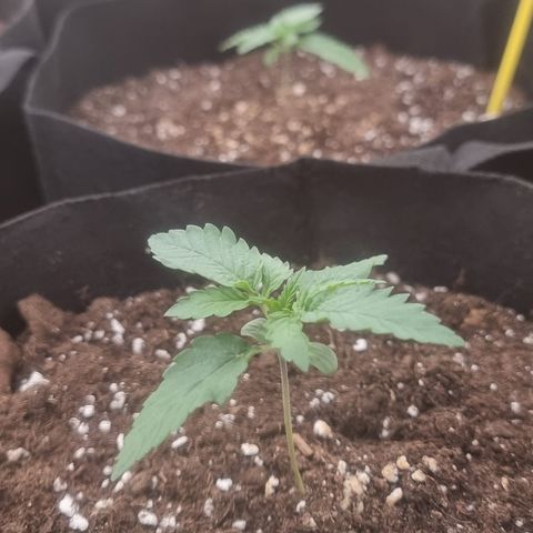 Northern Lights #3 growlog timeline photo