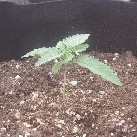 Northern Lights #4 growlog timeline photo
