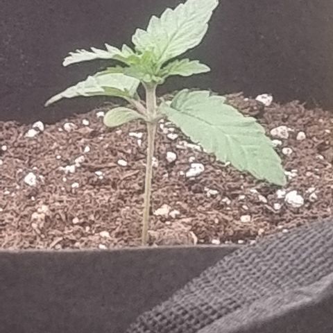 Northern Lights #5 growlog timeline photo