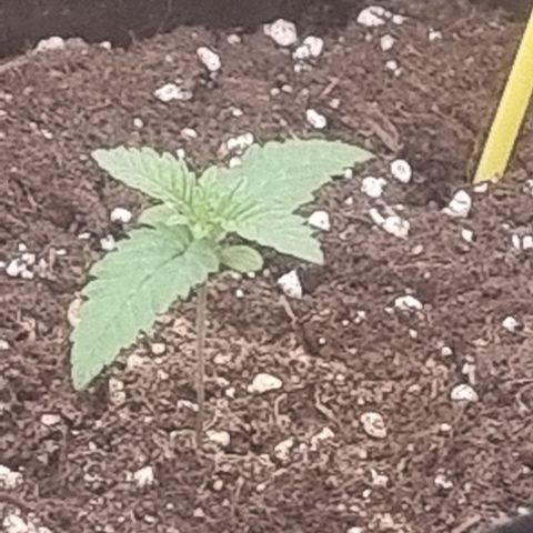 Northern Lights #6 growlog timeline photo