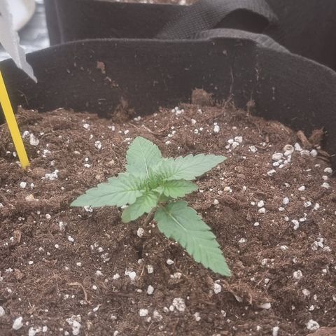 Northern Lights #7 growlog timeline photo