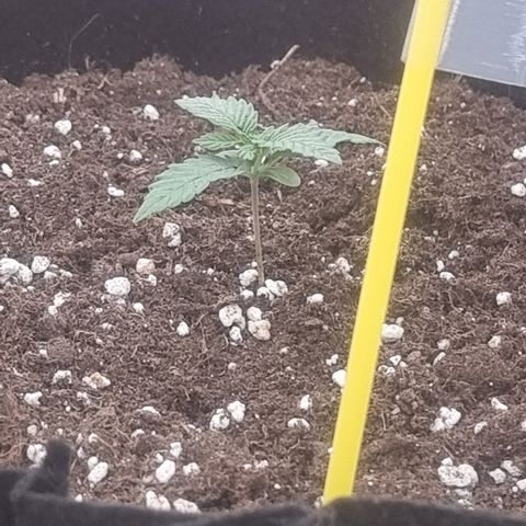Northern Lights #8 growlog timeline photo