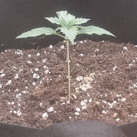 Wedding Cheesecake #1 growlog timeline photo