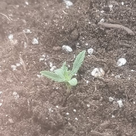Wedding Cheesecake #2 growlog timeline photo