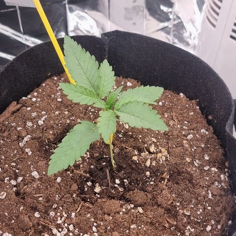 Northern Lights #1 growlog timeline photo