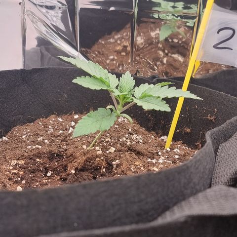 Northern Lights #2 growlog timeline photo