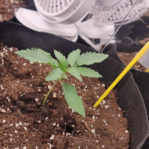 Northern Lights #3 growlog timeline photo