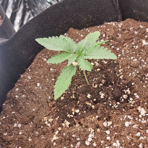 Northern Lights #4 growlog timeline photo