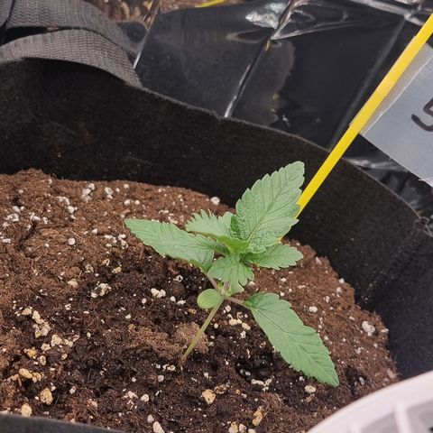Northern Lights #5 growlog timeline photo