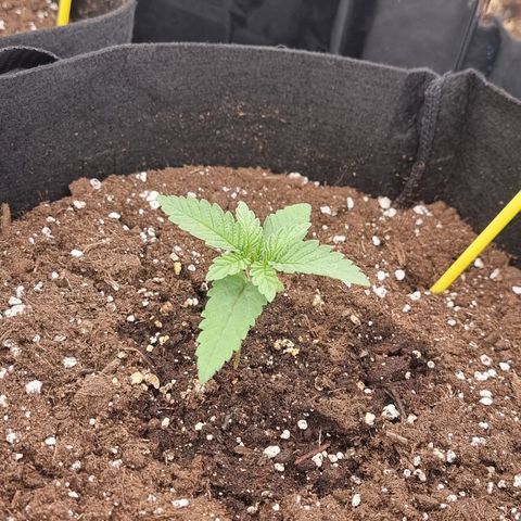 Northern Lights #6 growlog timeline photo