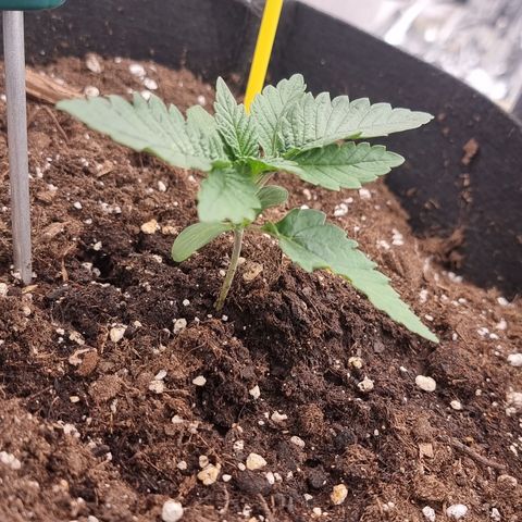 Northern Lights #7 growlog timeline photo