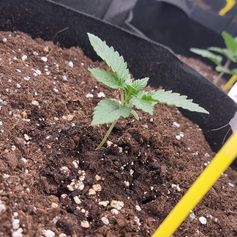 Northern Lights #8 growlog timeline photo