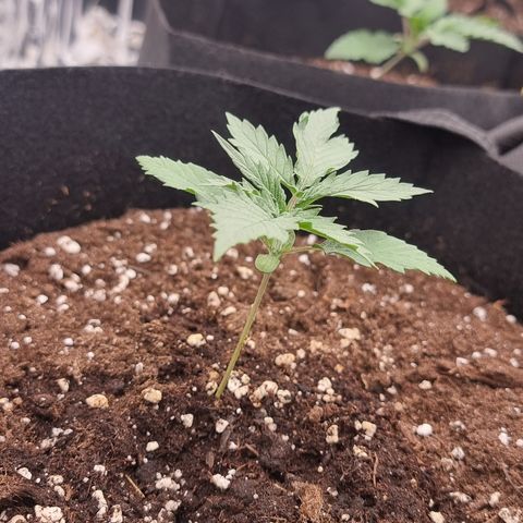 Wedding Cheesecake #1 growlog timeline photo