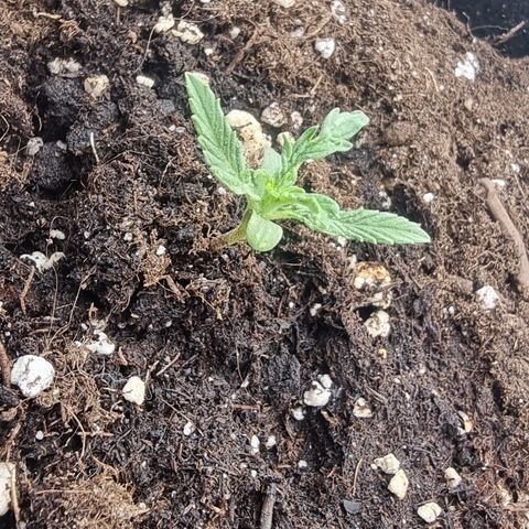 Wedding Cheesecake #2 growlog timeline photo