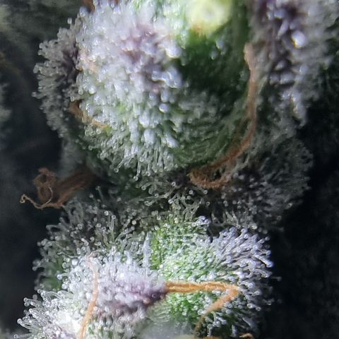 Special Kush #1 growlog timeline photo