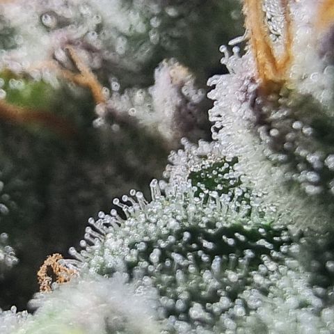 Special Kush #1 growlog timeline photo