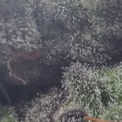 Special Kush #1 growlog timeline photo