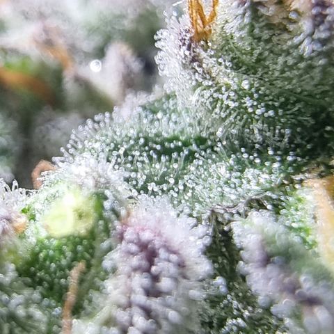 Special Kush #1 growlog timeline photo