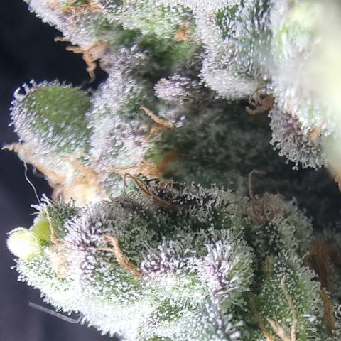 Special Kush #1 growlog timeline photo