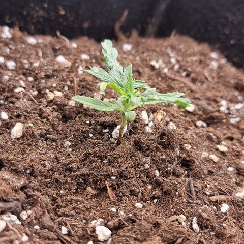 Wedding Cheesecake #2 growlog timeline photo