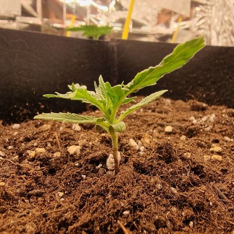 Wedding Cheesecake #2 growlog timeline photo