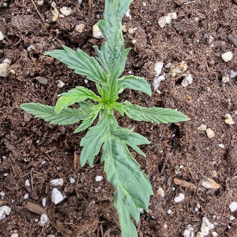 Wedding Cheesecake #2 growlog timeline photo