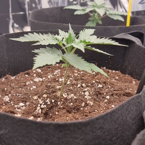 Wedding Cheesecake #1 growlog timeline photo