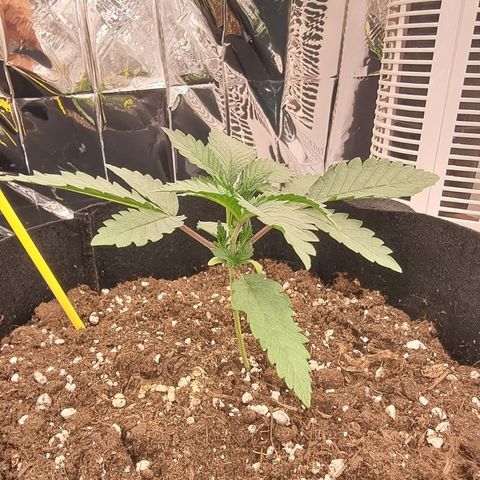 Northern Lights #1 growlog timeline photo