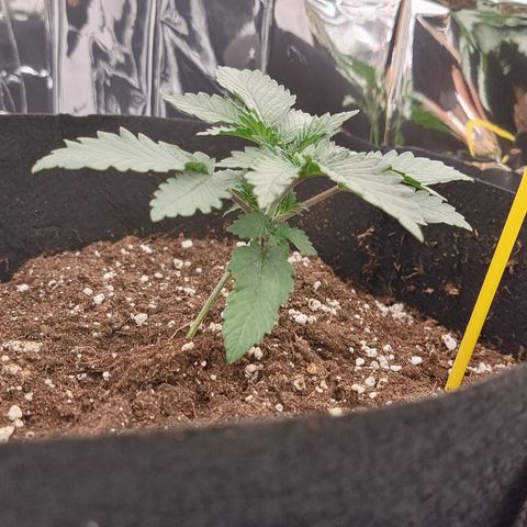 Northern Lights #2 growlog timeline photo