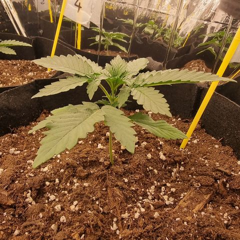 Northern Lights #3 growlog timeline photo