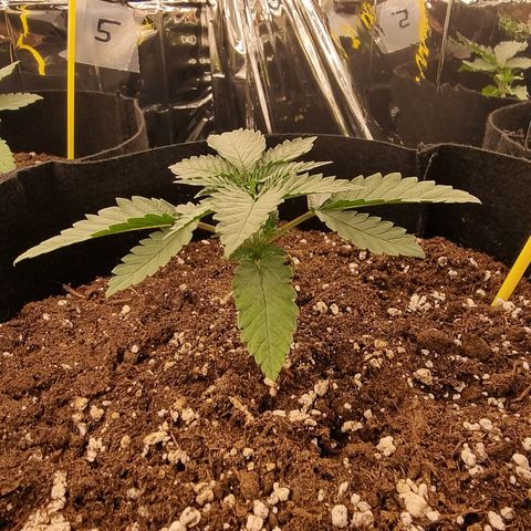 Northern Lights #4 growlog timeline photo