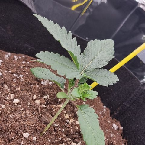 Northern Lights #5 growlog timeline photo