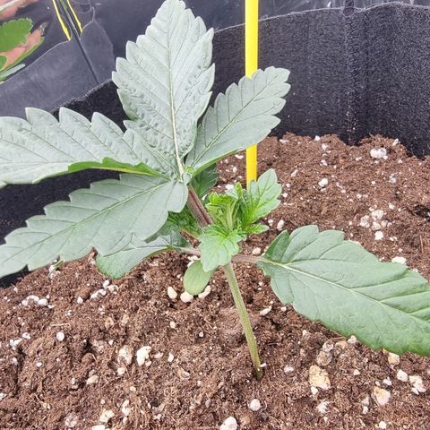 Northern Lights #5 growlog timeline photo