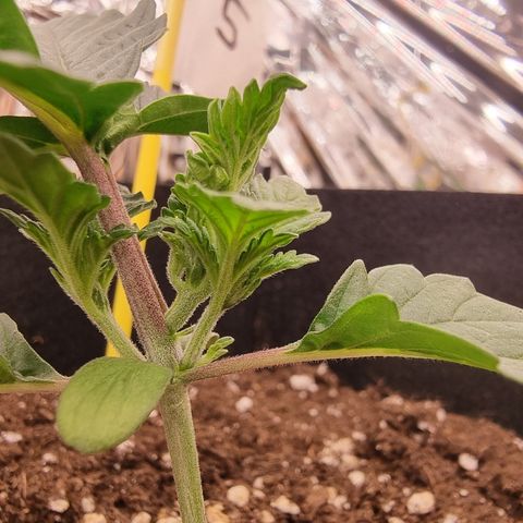 Northern Lights #5 growlog timeline photo