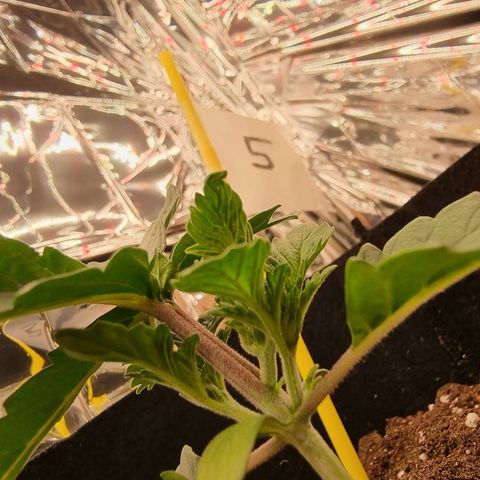 Northern Lights #5 growlog timeline photo