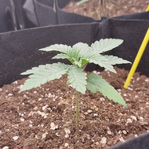 Northern Lights #6 growlog timeline photo