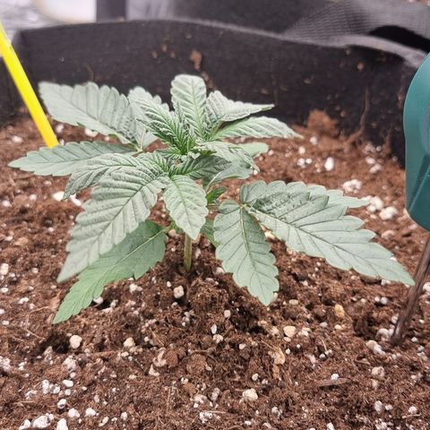 Northern Lights #7 growlog timeline photo