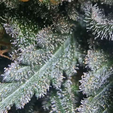 Special Kush #1 growlog timeline photo